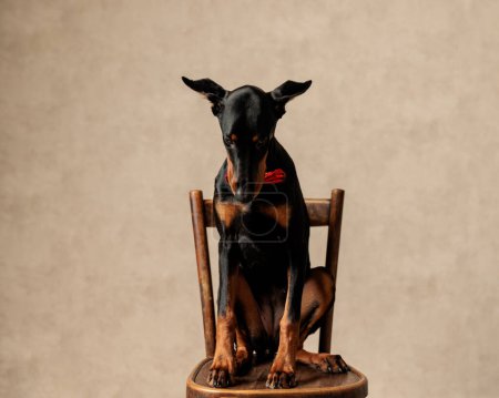 Photo for Gentleman dobermann sitting on chair and looking down on light brown background - Royalty Free Image