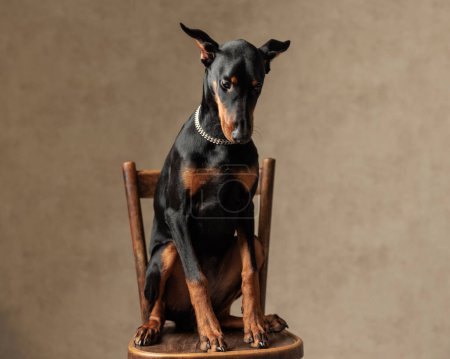 Téléchargez les photos : Adorable dobermann portant le collier assis sur la chaise et regardant vers le bas sur fond brun - en image libre de droit