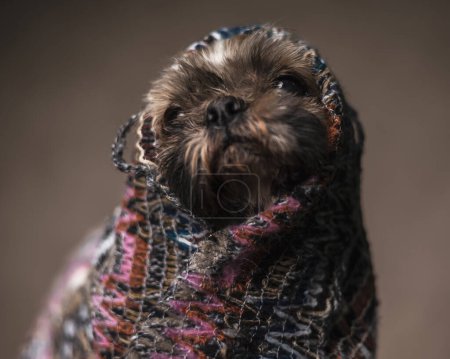 Foto de Adorable pequeño shih tzu cachorro usando punto manta caliente en su cabeza y preparándose para dormir en frente de fondo marrón - Imagen libre de derechos