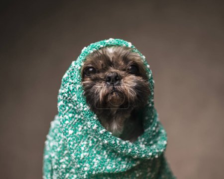 Foto de Hermoso pequeño shih tzu cachorro siendo frío y cubriendo su cuerpo con verde de punto manta caliente mientras está sentado delante de fondo marrón - Imagen libre de derechos