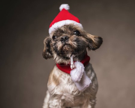 Téléchargez les photos : Portrait de beau chiot shih tzu portant chapeau de Noël rouge et écharpe devant fond brun - en image libre de droit