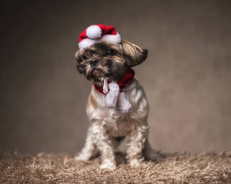 Téléchargez les photos : Image d'adorable petit chiot shih tzu portant le rouge de Noël et l'écharpe, debout et regardant loin devant fond brun - en image libre de droit