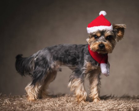 Photo for Side view of cute yorkshire terrier dog with christmas hat and scarf looking forward and standing in front of brown background - Royalty Free Image