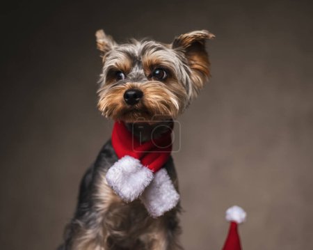 Photo for Beautiful yorkshire terrier dog with christmas scarf looking to side and sitting in front of brown background - Royalty Free Image