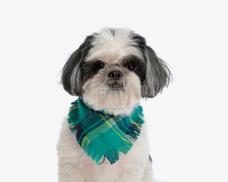 Foto de Primer plano de encantador shih tzu cachorro con bufanda verde sentado sobre fondo aislado - Imagen libre de derechos