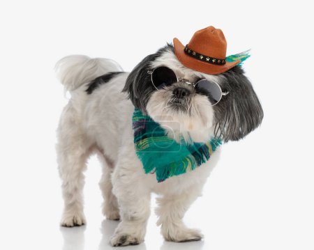 Photo for Shih tzu wearing hat, sunglasses and bandana looking to side while standing on isolated background - Royalty Free Image
