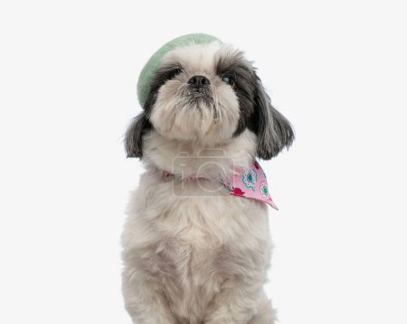 Photo for Close up of cute shih tzu wearing french beret while sitting on white background - Royalty Free Image