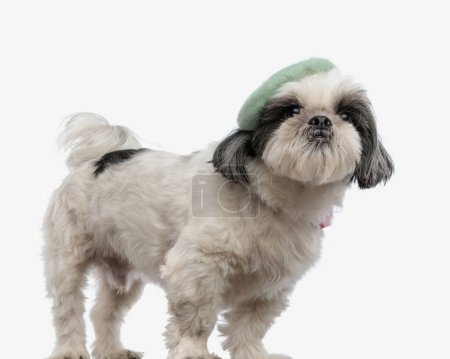 Photo for Side view of cute shih tzu wearing beret and looking up while standing on white background - Royalty Free Image