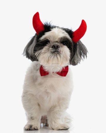 Photo for Gentleman shih tzu wearing devils horns for halloween while sitting on white background - Royalty Free Image