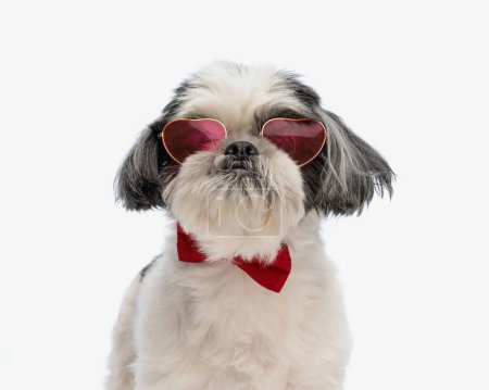 Photo for Close up of cute shih tzu wearing heart sunglasses and bowtie while standing on white background - Royalty Free Image