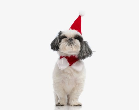 Photo for Curious santa shih tzu looking up while sitting on white background and wearing bandana and hat - Royalty Free Image