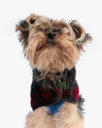 curious little yorkie doggo with checkered jacket looking up and standing on white background