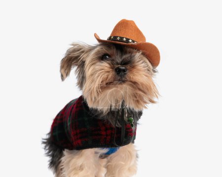 Foto de Imagen de adorable yorkshire terrier cachorro con sombrero de vaquero y chaqueta mirando hacia arriba y de pie sobre fondo blanco - Imagen libre de derechos