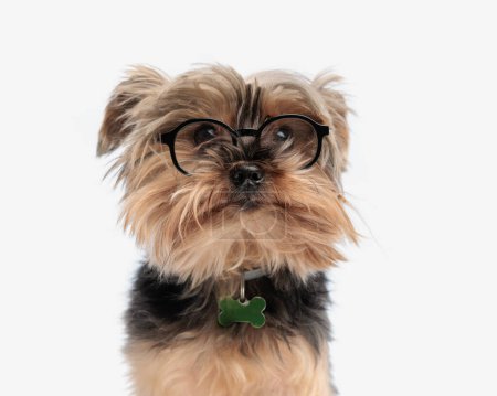 portrait of adorable little yorkie dog with glasses and bone collar looking forward and sitting on white background