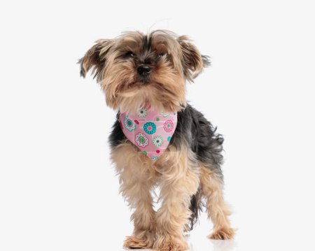 cute little yorkie dog with pink bandana looking forward and standing in front of white background