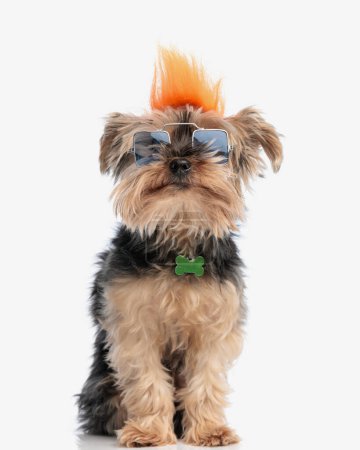 adorable yorkshire terrier dog with orange ridge wig and square sunglasses sitting on white background