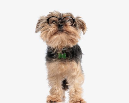 Téléchargez les photos : Beau petit chiot yorkshire terrier portant des lunettes et un collier, levant les yeux et étant curieux sur fond blanc - en image libre de droit