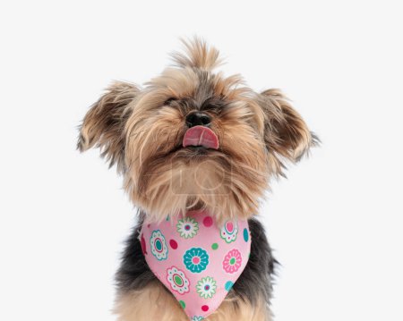 sweet little yorkshire terrier dog with pink bandana sticking out tongue, being hungry and looking up on white background