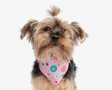 Photo for Portrait of beautiful yorkshire terrier dog with pink bandana looking up and sitting on white background - Royalty Free Image