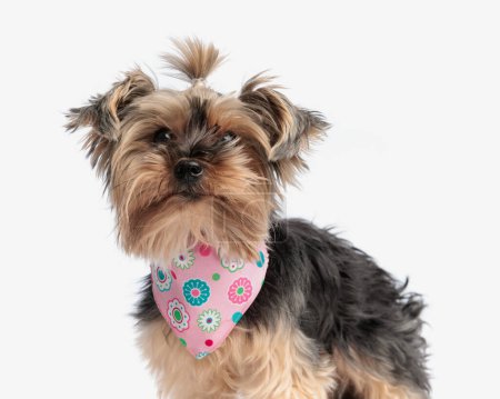 Photo for Side view of precious yorkie dog with pink bandana looking at camera and standing on white background - Royalty Free Image