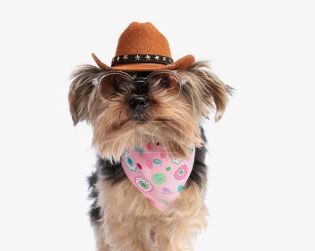 cute yorkshire terrier dog with sheriff hat, sunglasses and pink bandana while sitting on white background