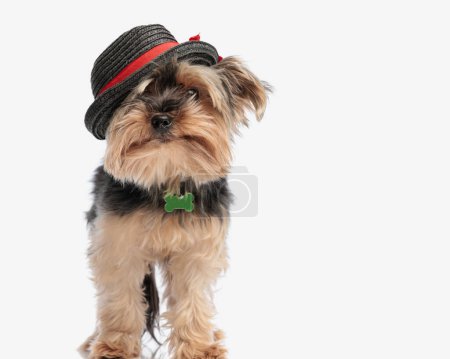 Téléchargez les photos : Drôle de chien terrier yorkshire avec chapeau noir sur un côté de sa tête, portant un collier et regardant vers l'avant sur fond blanc - en image libre de droit