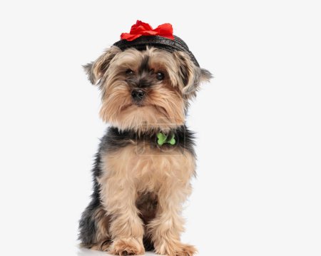 adorable yorkie dog with black hat and collar sitting and looking away in front of white background