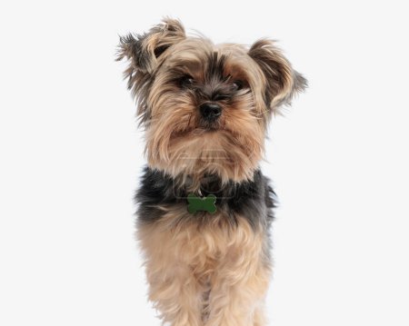 Photo for Picture of curious little yorkie puppy with bone collar standing and looking up in front of white background - Royalty Free Image