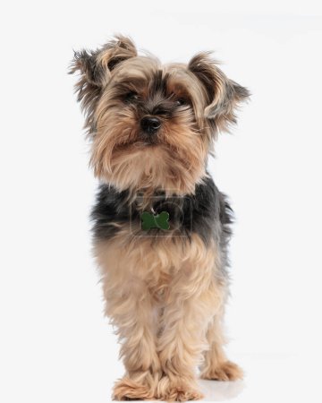 picture of sweet yorkshire terrier puppy with collar being curious and looking up while standing on white background