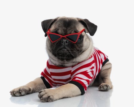 beau petit chien de carlin avec des lunettes de soleil triangle rouge portant un costume de corps à rayures blanches rouges et s'allongeant sur fond blanc