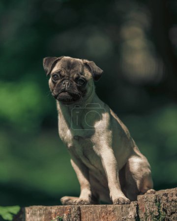 Foto de Lindo perrito cachorro mirando hacia adelante y sentado en un tronco de árbol fuera en la naturaleza - Imagen libre de derechos