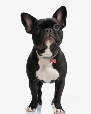 Photo for Cute frenchie puppy with collar standing on white background - Royalty Free Image