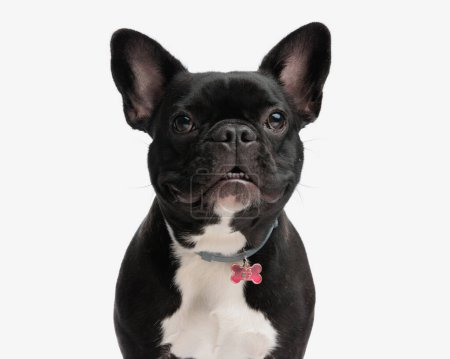 primer plano de adorable bulldog francés con cuello mostrando sus dientes mientras está de pie sobre fondo blanco
