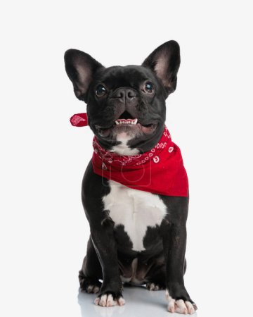 lindo bulldog francés sentado con la lengua expuesta está usando bufanda roja alrededor del cuello mientras mira hacia arriba