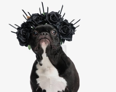 primer plano de bulldog francés lindo con diadema de flores negras para Halloween mientras está sentado sobre fondo blanco