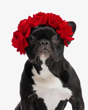 retrato de bulldog francés lindo con traje de flores rojas para halloween, sentado sobre fondo blanco