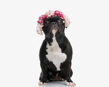 bulldog francés sentado con disfraz de halloween de una diadema de flores sobre fondo blanco