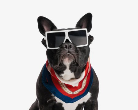 Photo for Closeup of funny french bulldog wearing large white sunglasses while sitting on white background - Royalty Free Image