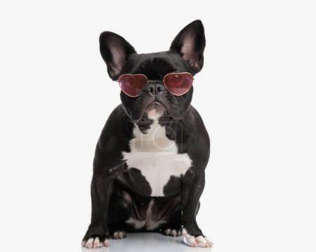 encantador frenchie bulldog usando gafas de sol en forma de corazón mientras está sentado sobre fondo blanco