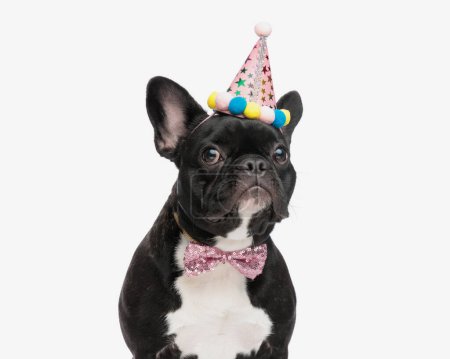 primer plano de caballero bulldog francés celebrando su cumpleaños sentado sobre fondo blanco