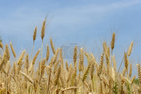 Téléchargez les photos : Brins ou tiges de blé doré prêts pour la récolte contre un ciel bleu - espace pour la copie - en image libre de droit