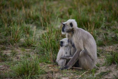 Téléchargez les photos : Une mère singe langur avec son bébé dans une forêt d'Asie du Sud - en image libre de droit