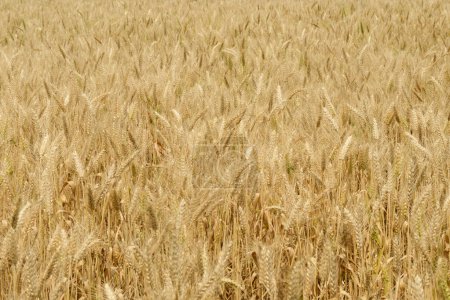 Téléchargez les photos : Agriculture blé doré nature fond prêt pour la récolte - en image libre de droit