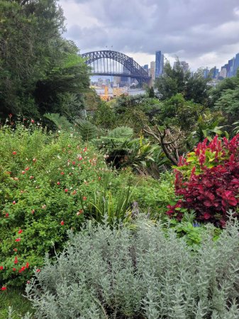 Téléchargez les photos : Pont du port de Sydney en arrière-plan d'un jardin de plantes indigènes par temps nuageux. - en image libre de droit