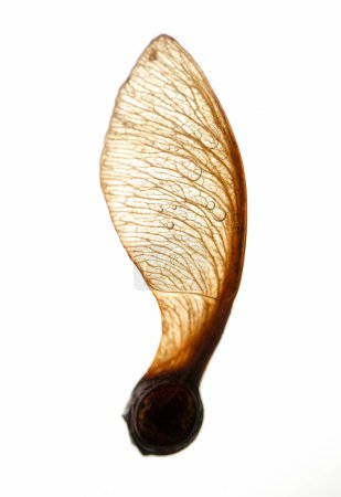 Foto de Semilla de arce único en vaina seca aislada en blanco - Imagen libre de derechos
