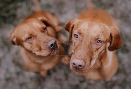 Foto de Dos perros saltamontes sentados al aire libre - Imagen libre de derechos