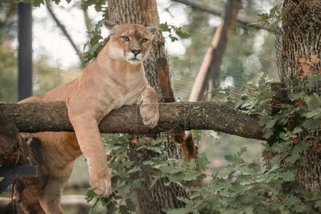 Puma-Tier entspannt sich auf Baum