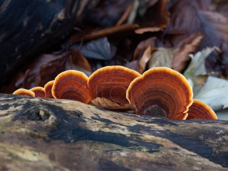 Téléchargez les photos : Turkeytail Fungus on Decaying Tree in English Woodland - en image libre de droit