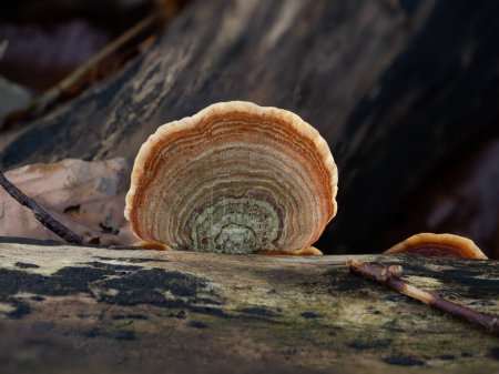 Foto de Turkeytail fungus on decaying log in English Woodland. - Imagen libre de derechos