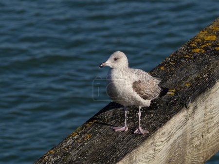 Téléchargez les photos : First Winter Herring Gull on jetty in Newhaven Harbour, Sussex, England. - en image libre de droit
